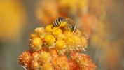Landschaftspflegeverband Sternberg - Bienen